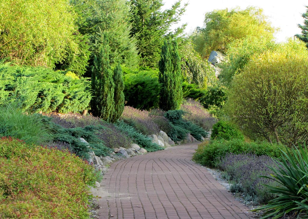 Lawendy w większych grupach