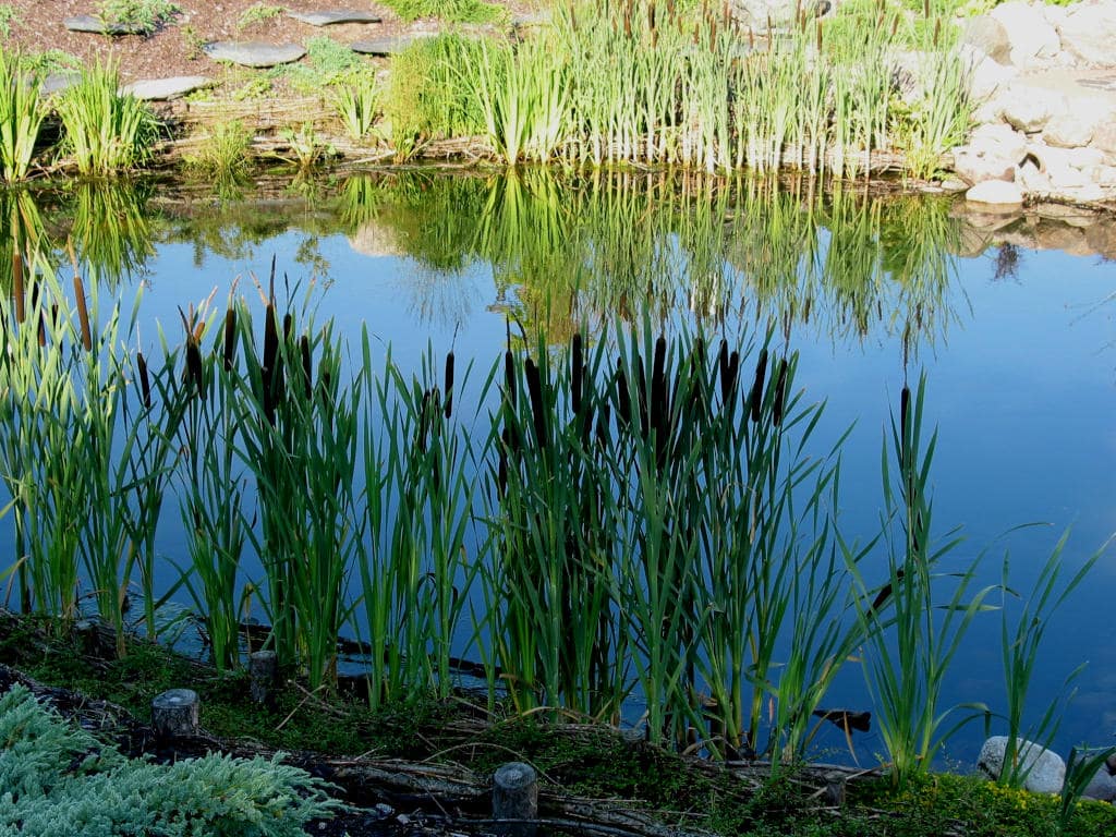 Faszyna, pałka wodna