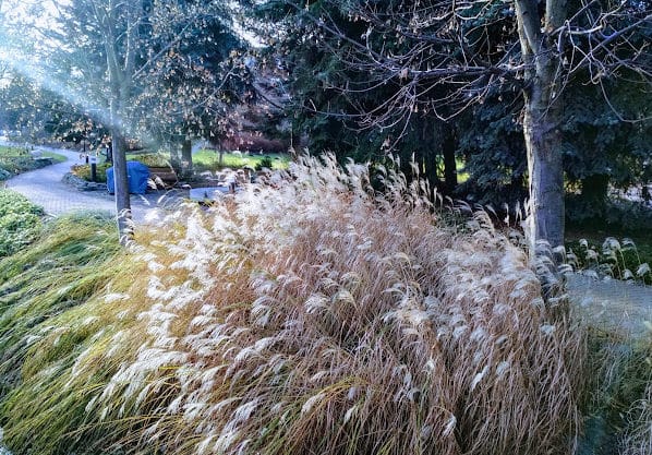 Miskanty przy ścieżce