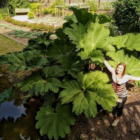 Gunnera olbrzymia
